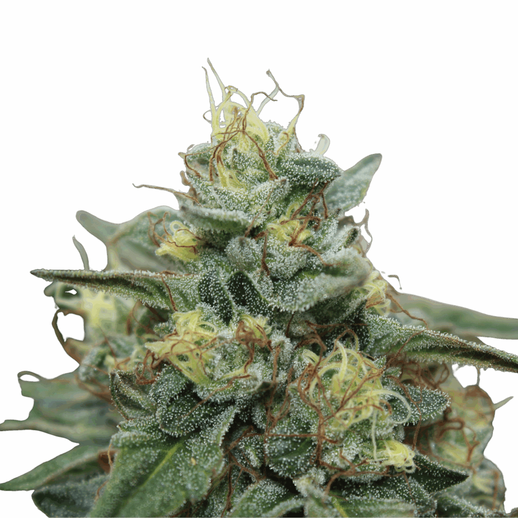 OG Kush CBD — Boise, Citronne, Equilibre